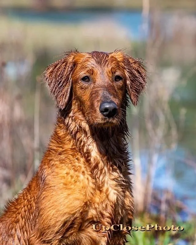 Field-bred golden retriever from Goldmine Retrievers in Winnsboro Louisiana, dark red coat, sitting after a swim
