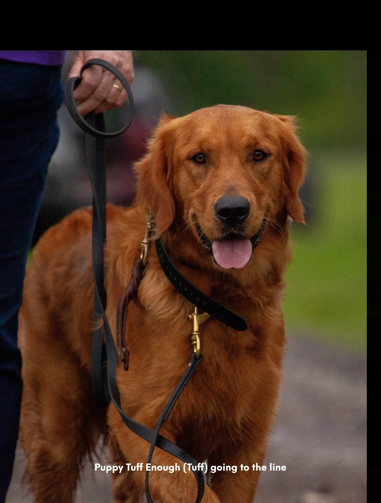Field-line golden retriever Tuff from True Grit Golden Retrievers in Gonzales Louisiana, deep red coat, on a leather lead heading to the line