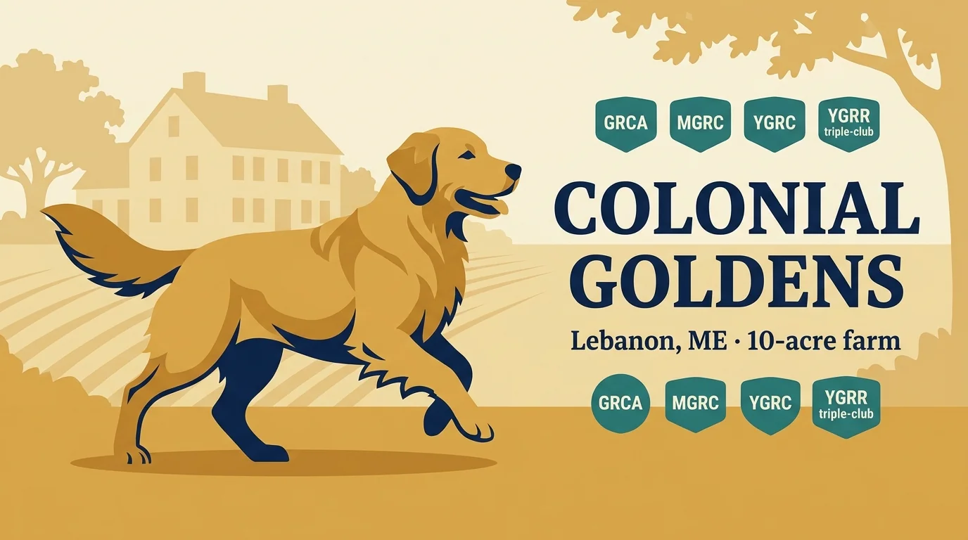 Colonial Goldens editorial profile card for the Lebanon, Maine program with triple GRCA + MGRC + YGRC membership.
