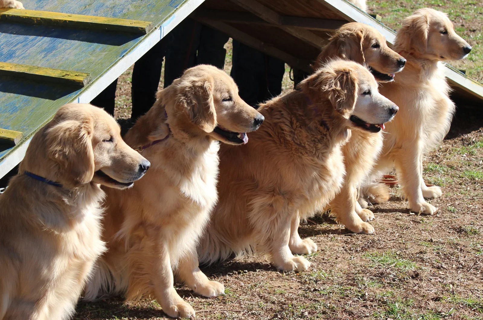 Five Charm City Golden Retrievers seated in a row on a Baltimore property, demonstrating the program's preservation breeding and conformation focus