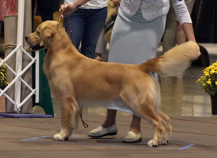 Lycinan Goldens stacked at a Golden Retriever Club of America national event, showing the program's conformation focus from Harford County, Maryland