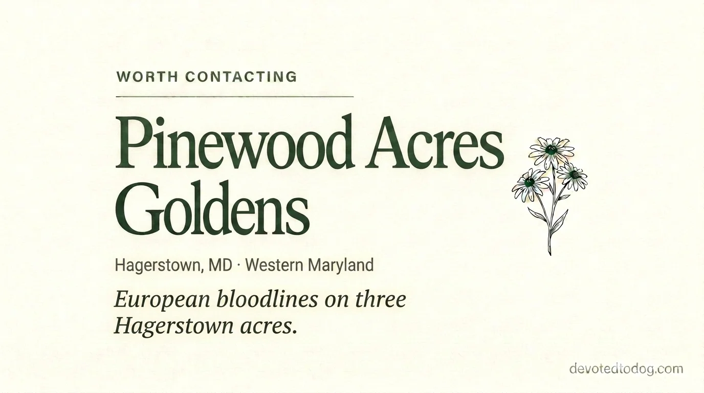 Pinewood Acres Goldens editorial profile card showing tier rating, Hagerstown Western Maryland location, and English Cream European bloodlines