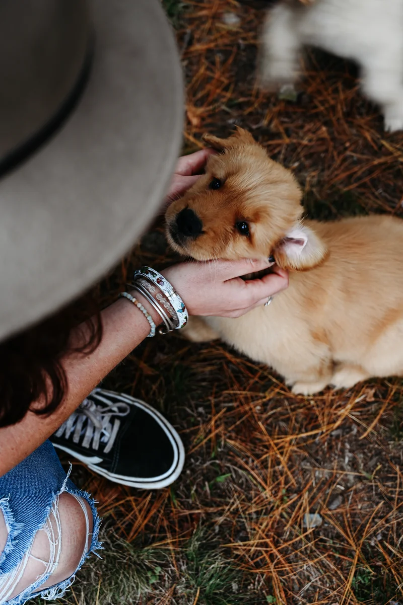 Golden retriever puppy from Platinum Goldens being gently handled by a person, showing the early socialization the kennel is known for