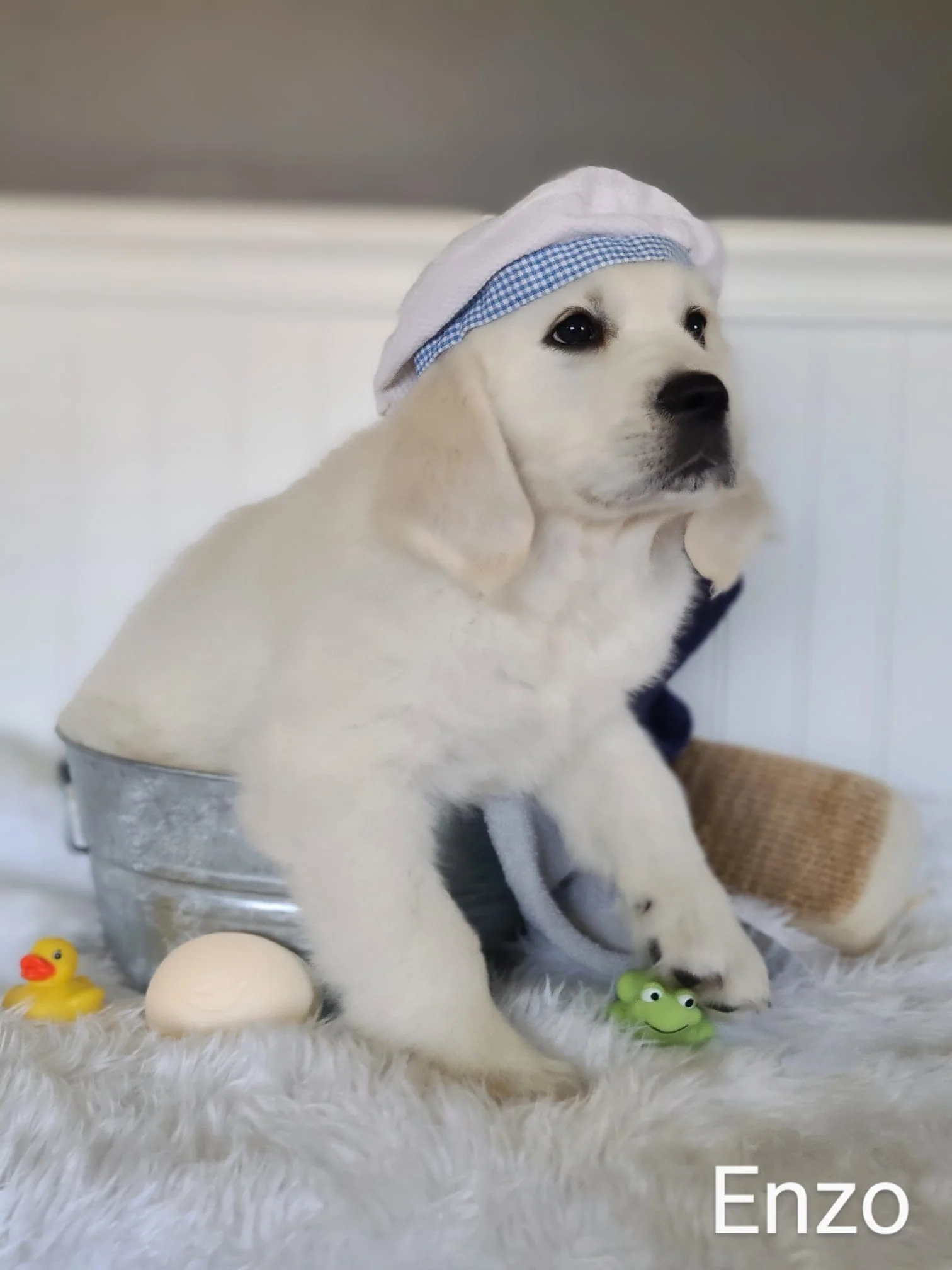 English Cream golden retriever from Elite White Goldens in Caro, Michigan