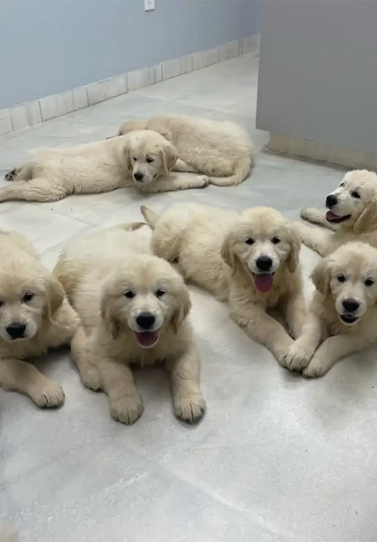 Golden retriever from High Society Farms in Argentine, Michigan