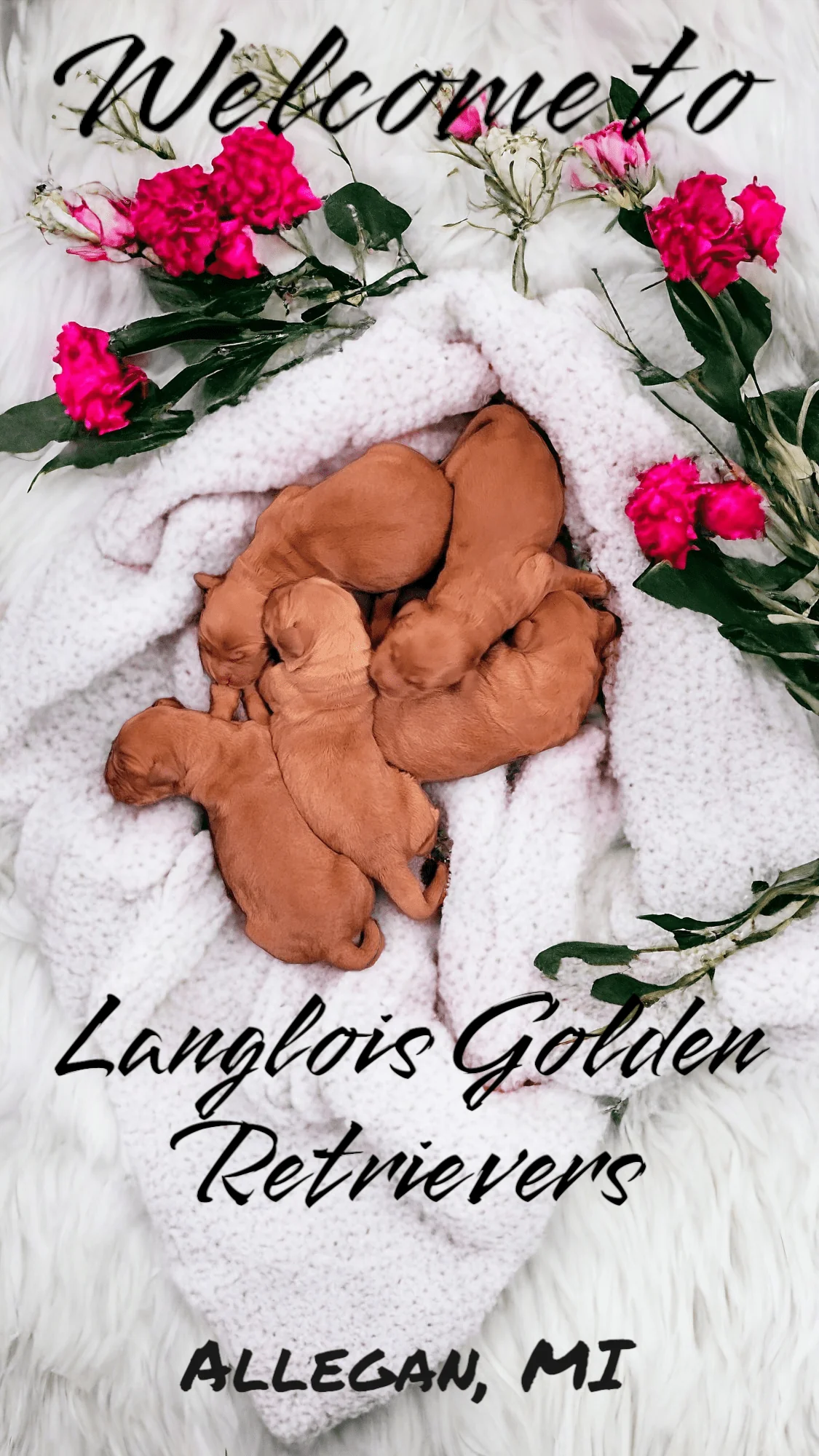 Golden retriever from Langlois Golden Retrievers in Allegan, Michigan