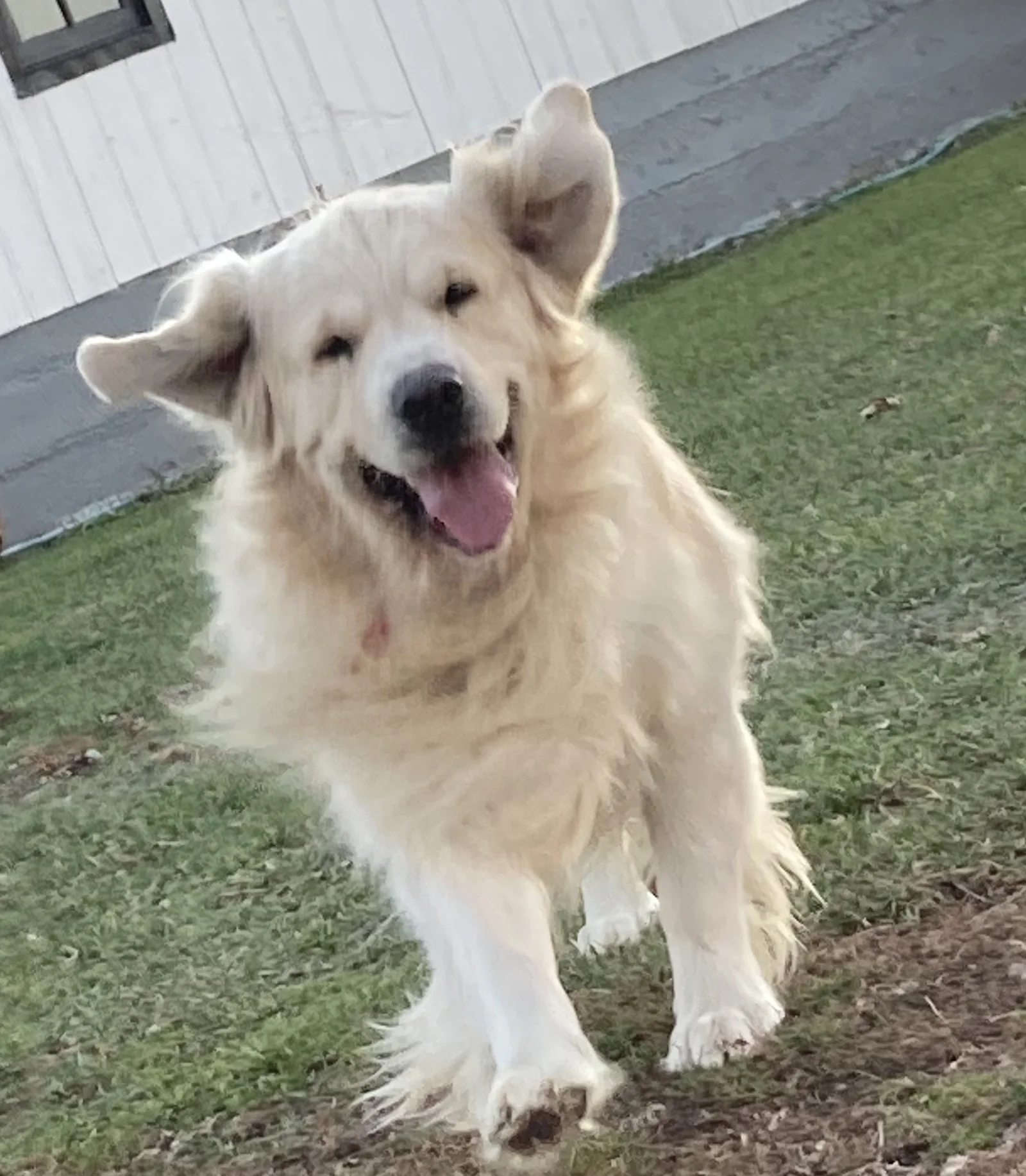 Golden retriever from Michigan Divine Goldens in Wheeler, Michigan