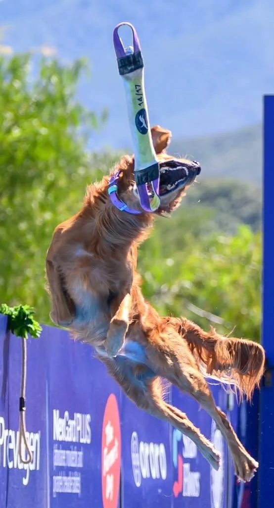 Golden retriever from Wynwood Golden Retrievers in Michigan