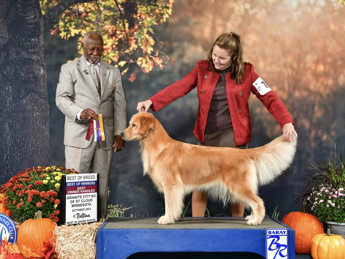 Avalor Goldens GCH conformation champion winning Best of Breed at a 2023 dog show, photographed for Avalor's website.