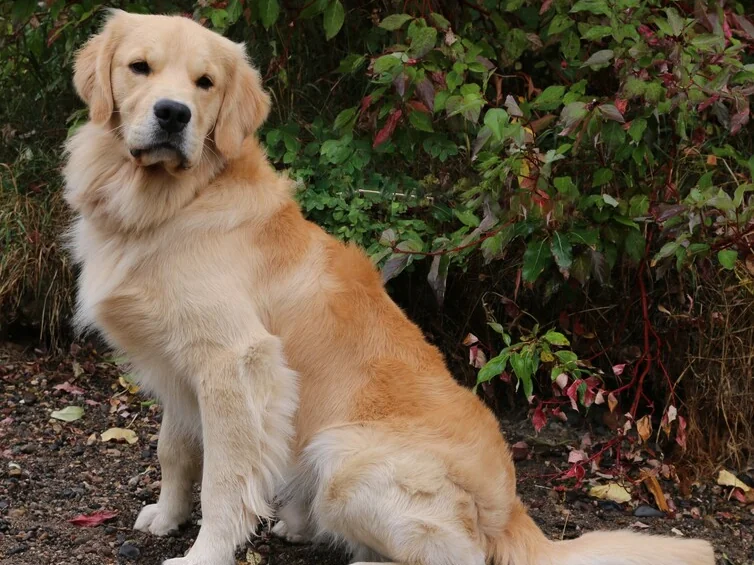 Harvestime Kennel golden retriever Archer photographed at the Apple Valley Minnesota home kennel in autumn.