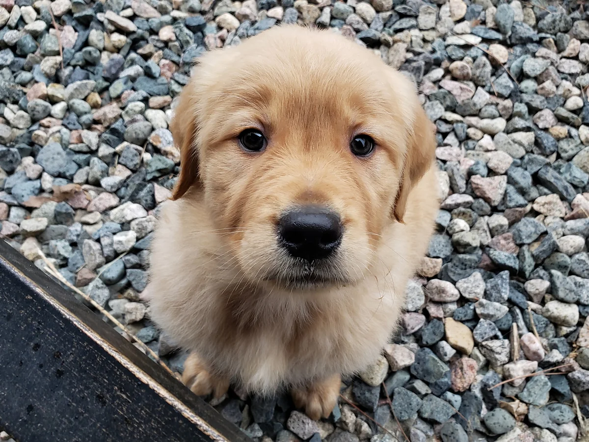 Iron Range Goldens adult golden retriever photographed on the kennel's Bovey Minnesota property near a man-made pond.