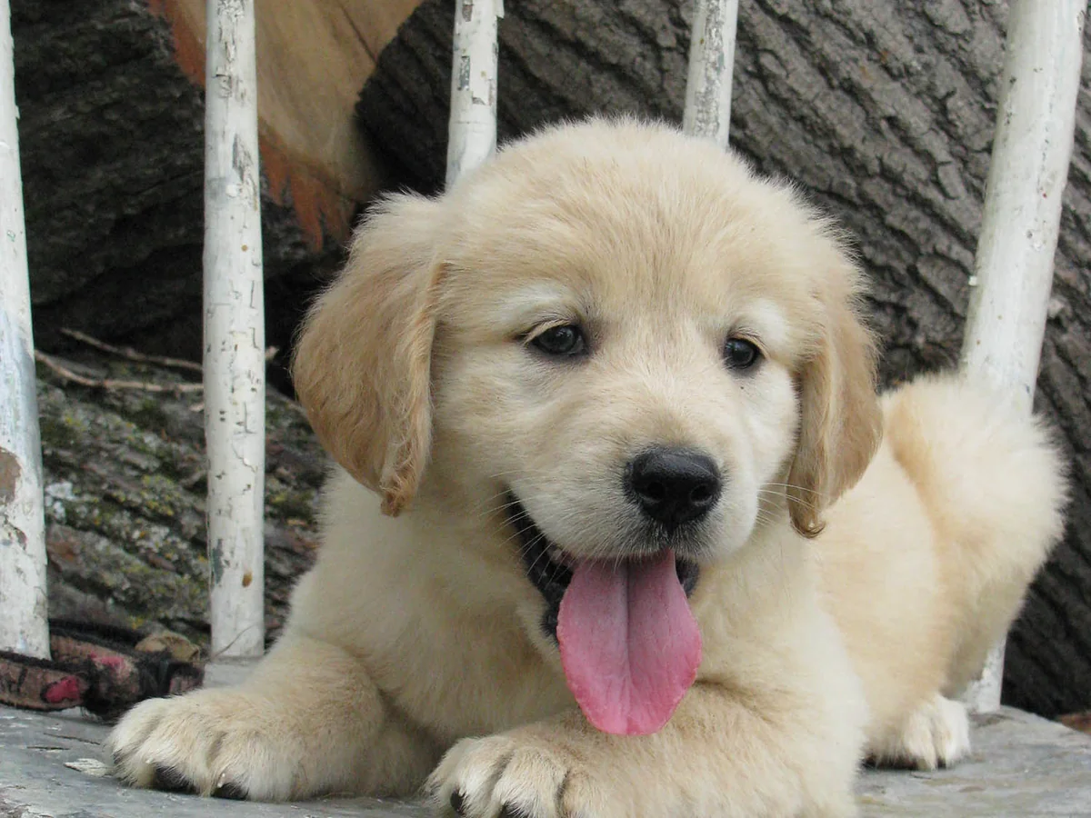 Sharptail Ridge Golden Retrievers puppy Mattie photographed sitting on a chair at the family's Thief River Falls Minnesota property.