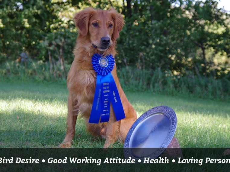 Wildfire Goldens field-line golden retriever photographed in a Minnesota field-trial setting from the breeder's website slideshow.