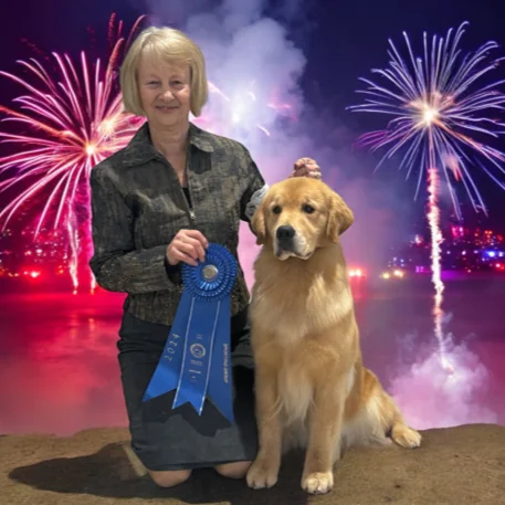 Lola, MBISS GCHG Golden Finale Aragon Drama Queen SDHF, the Aragon Retrievers conformation champion who earned a Westminster JAM in 2024.
