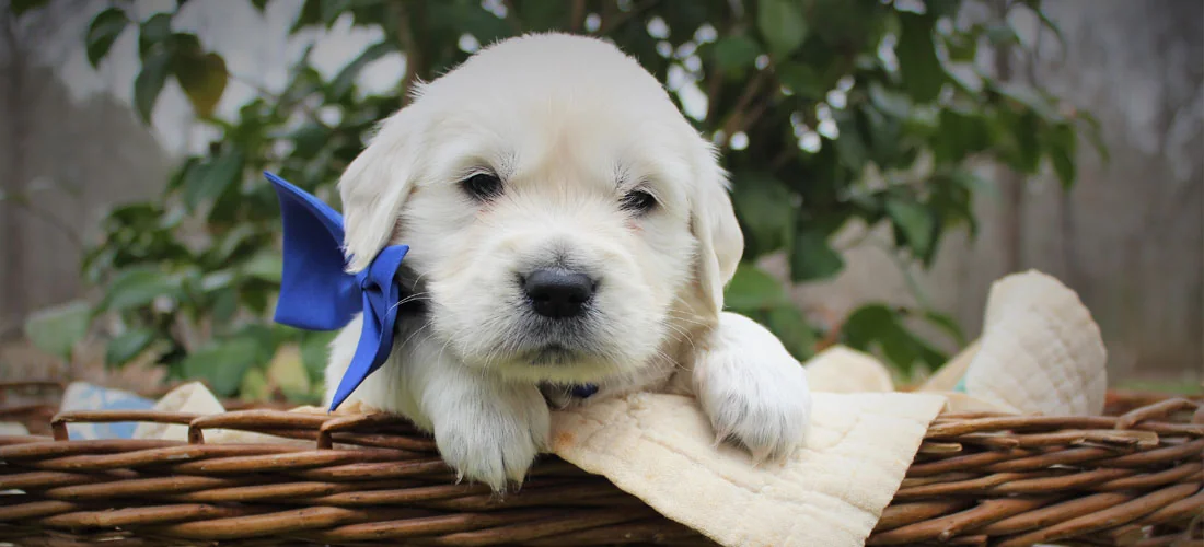 English Golden Retriever puppy at Golden Miracles in Terry, Mississippi, the OFA-claimed program south of Jackson founded by Nola Curtis.