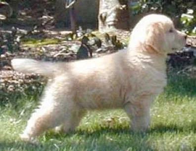 Golden retriever from Runnymede in Pass Christian, Mississippi, the kennel founded by Elizabeth Smith in 1973 with 5 GRCA Outstanding Dam titles.