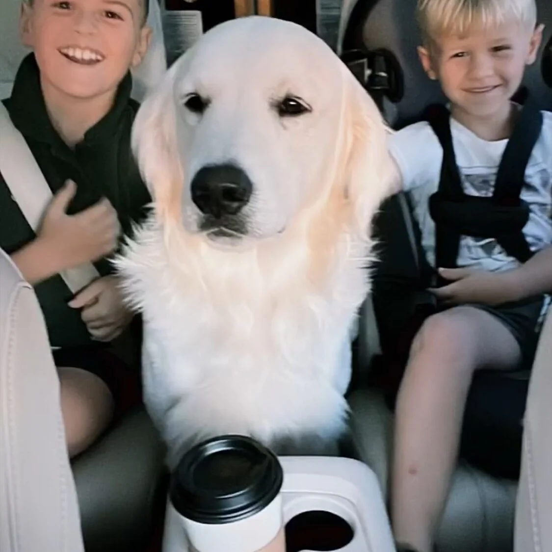 English Cream golden retriever from Tanji River Goldens in Picayune, Mississippi, the Good Dog certified Pearl River County program.