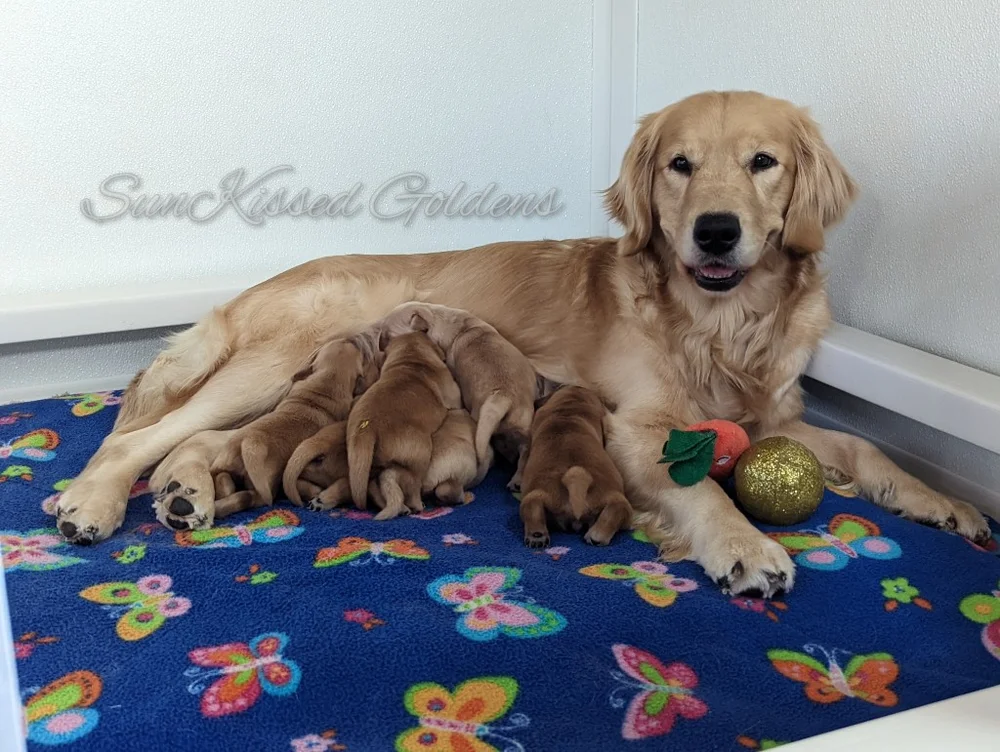 Golden retriever dam Gwen with her young litter of puppies at SunKissed Goldens in Charlestown, NH
