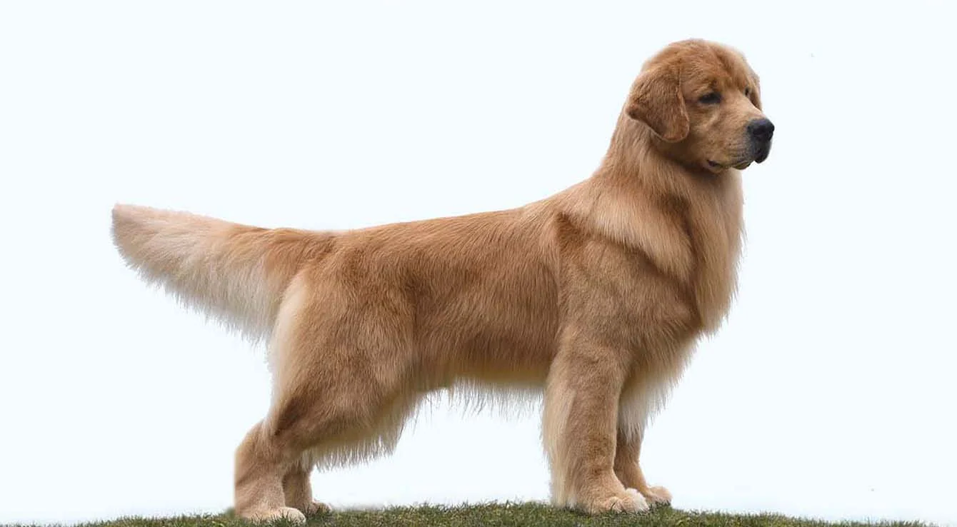 Show-stack photograph of Albert, a golden retriever from Chestnut Golden Retrievers, ranked America's number one golden retriever in 2021