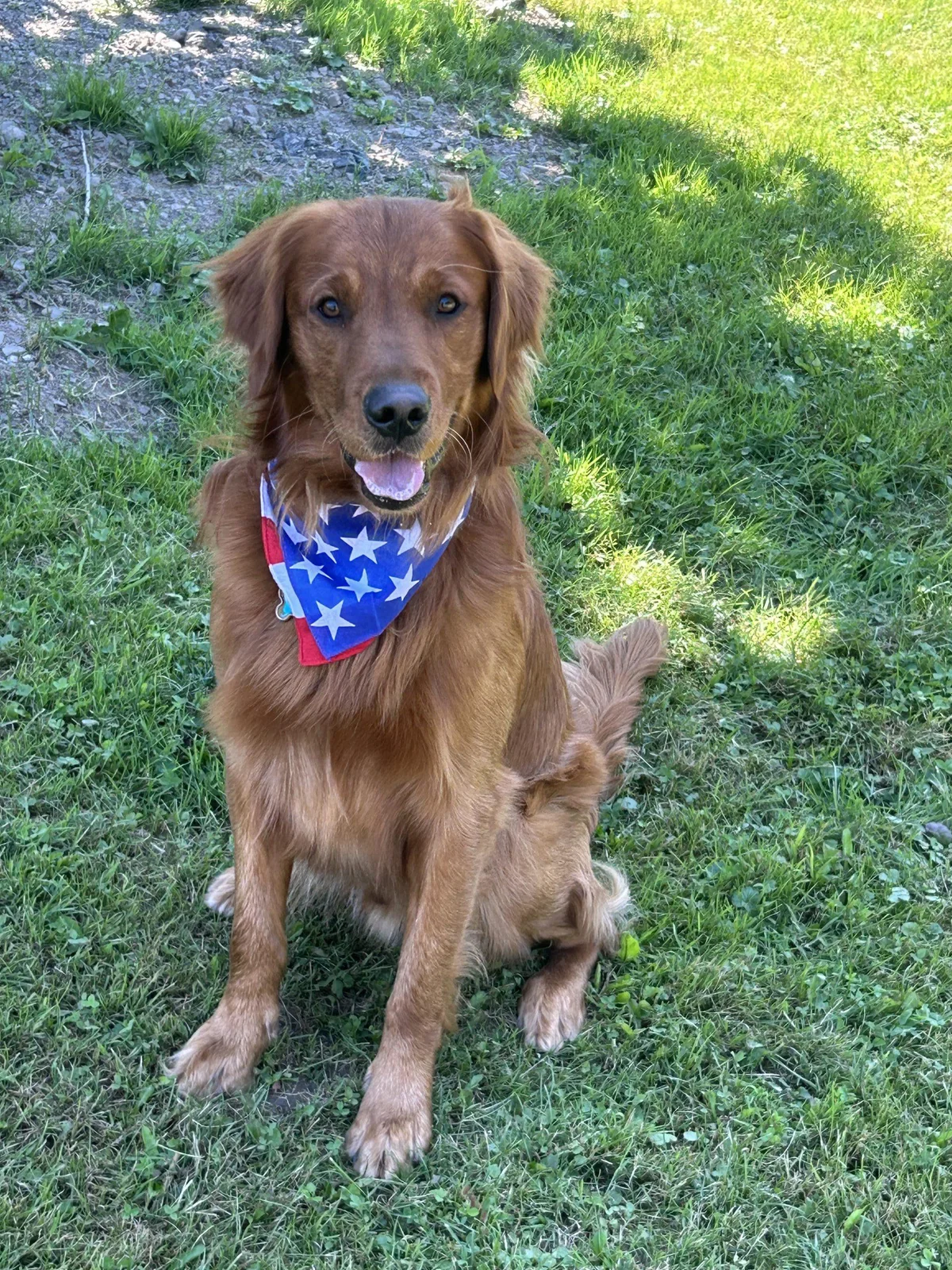Adult golden retriever wearing an American flag bandana, sitting on grass at Doane Family Golden Retrievers in Manlius New York