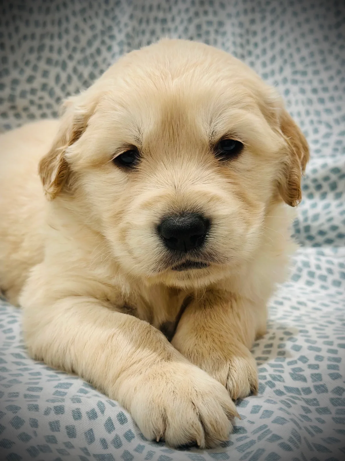 Cream-colored golden retriever puppy lying down, from Elite Golden Pups in Spring Valley New York