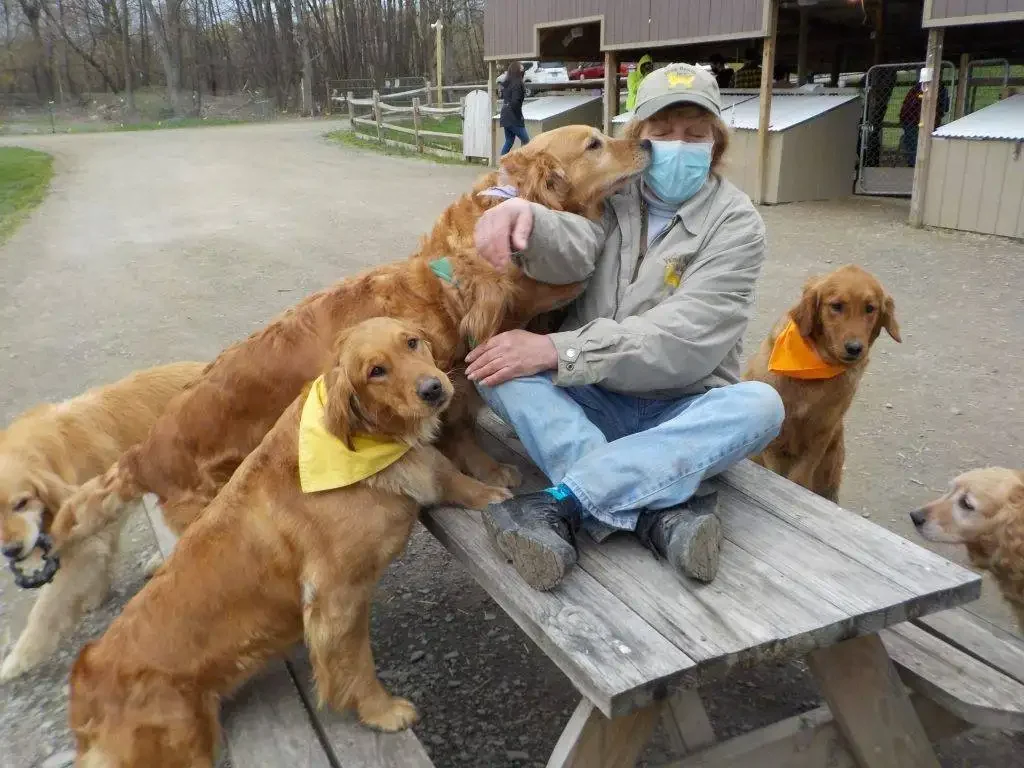 Breeder with multiple golden retrievers at Famn Damily Farm in Trumansburg New York Finger Lakes