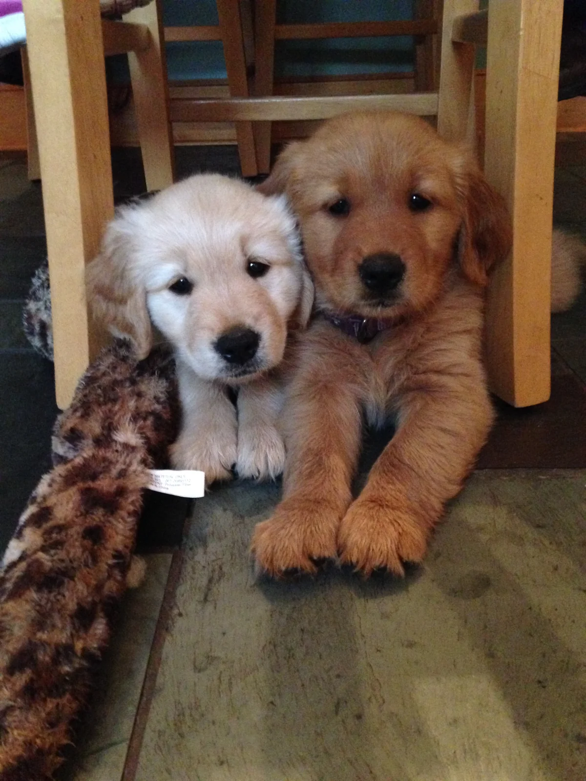 Two golden retriever puppies cuddling at Hilltop Golden Retriever in South Westerlo New York