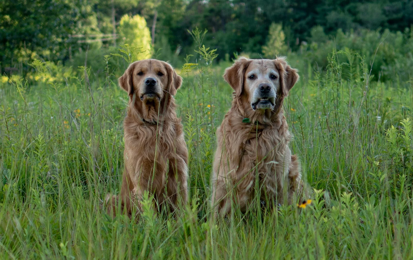 Two adult golden retrievers from Moose Golden Retrievers in upstate New York, sitting in a summer meadow