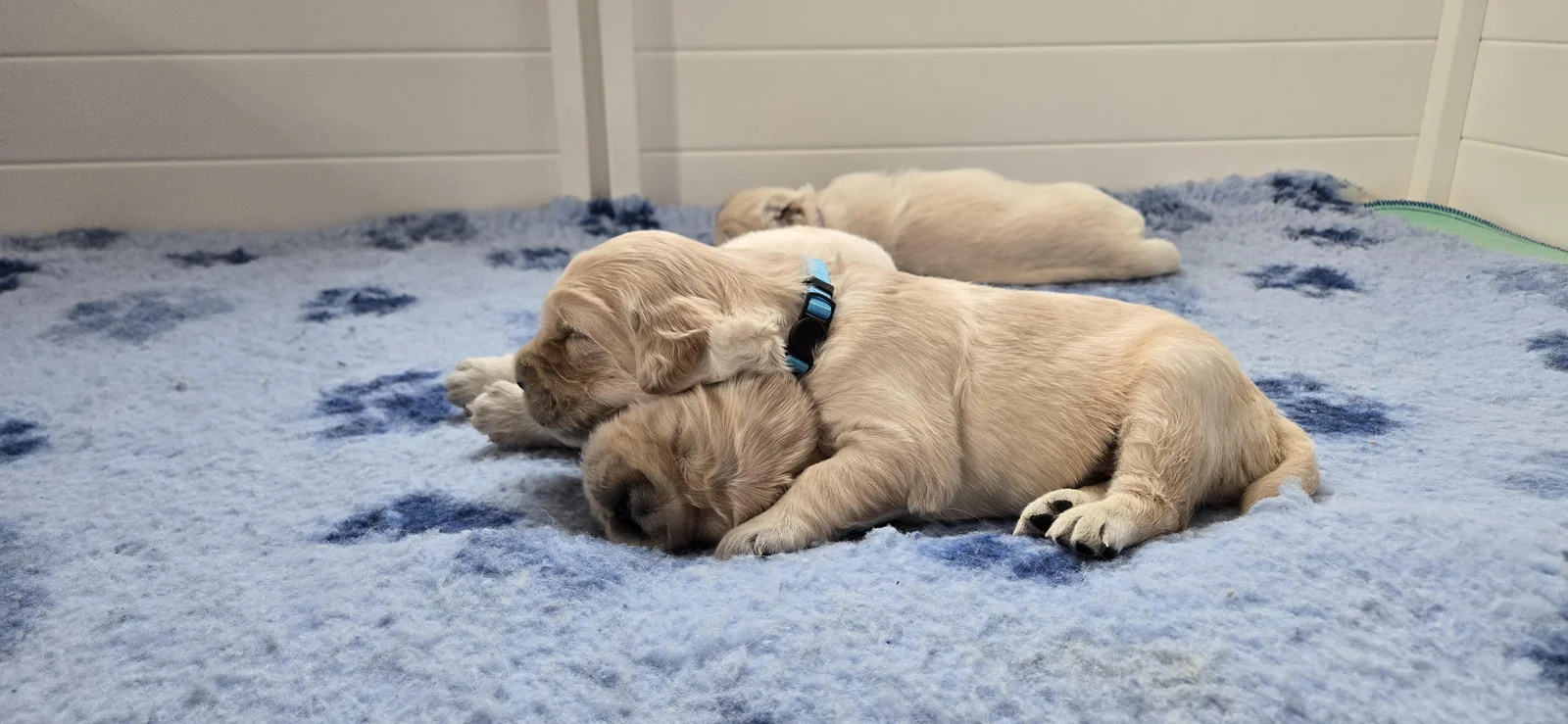 Three cream golden retriever puppies sleeping on a blue paw-print blanket at Mountain View Goldens in New York