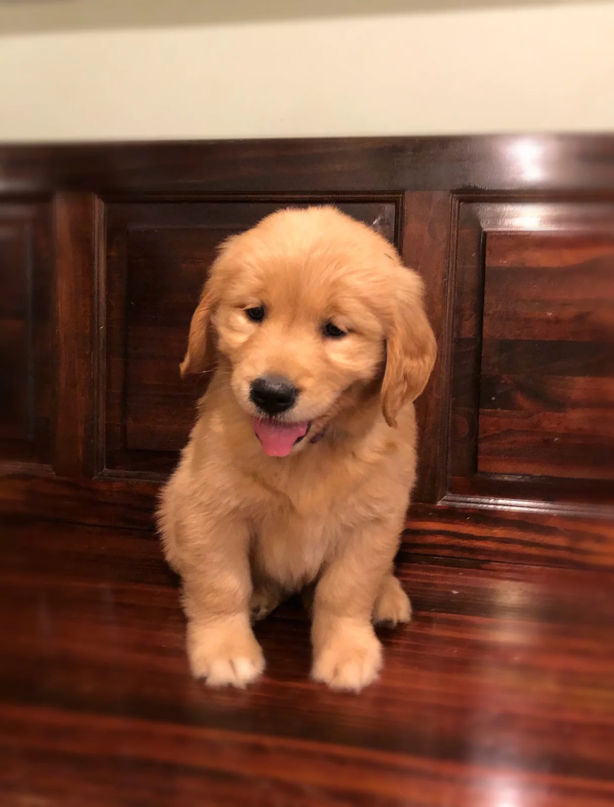Single golden retriever puppy from Saratoga Goldens, sitting on a dark hardwood floor in upstate New York