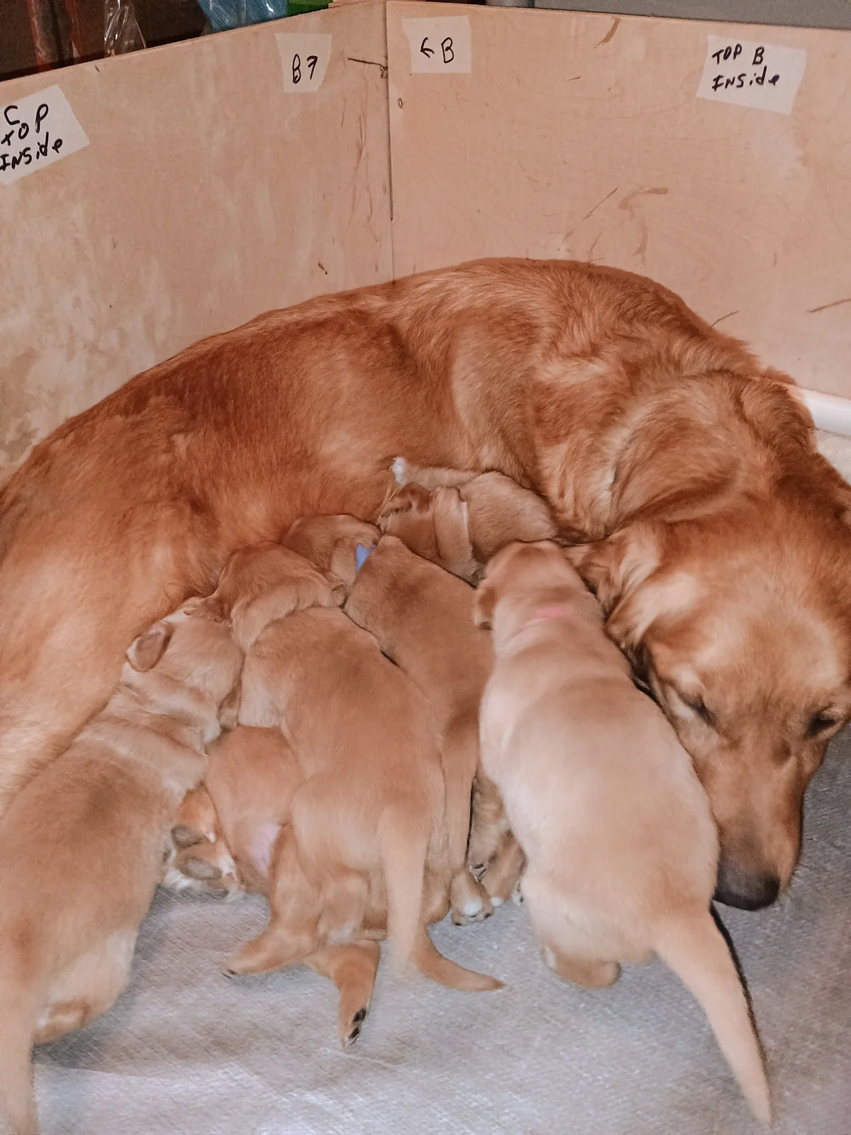 Golden retriever puppy raised by Rhode Island Goldens, photographed in a family setting in Coventry, Rhode Island.