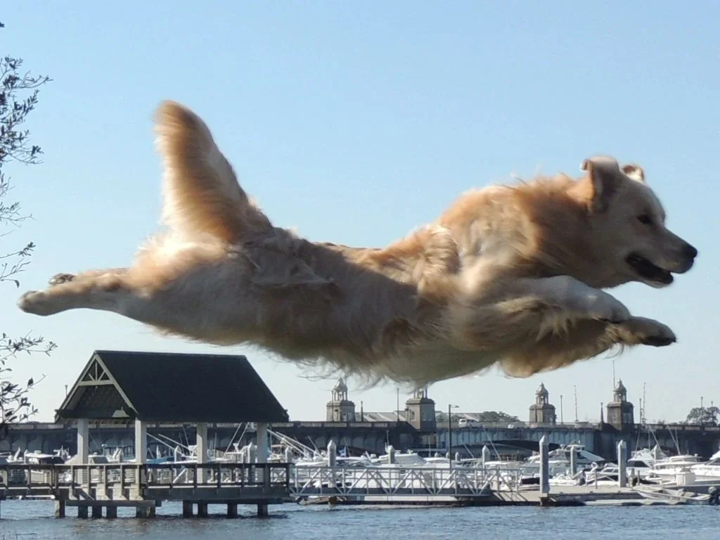 Claridge Golden Retrievers, a golden retriever leaping in mid-air over a Midlands South Carolina marina, demonstrating the athletic conformation Dot Claridge breeds for.