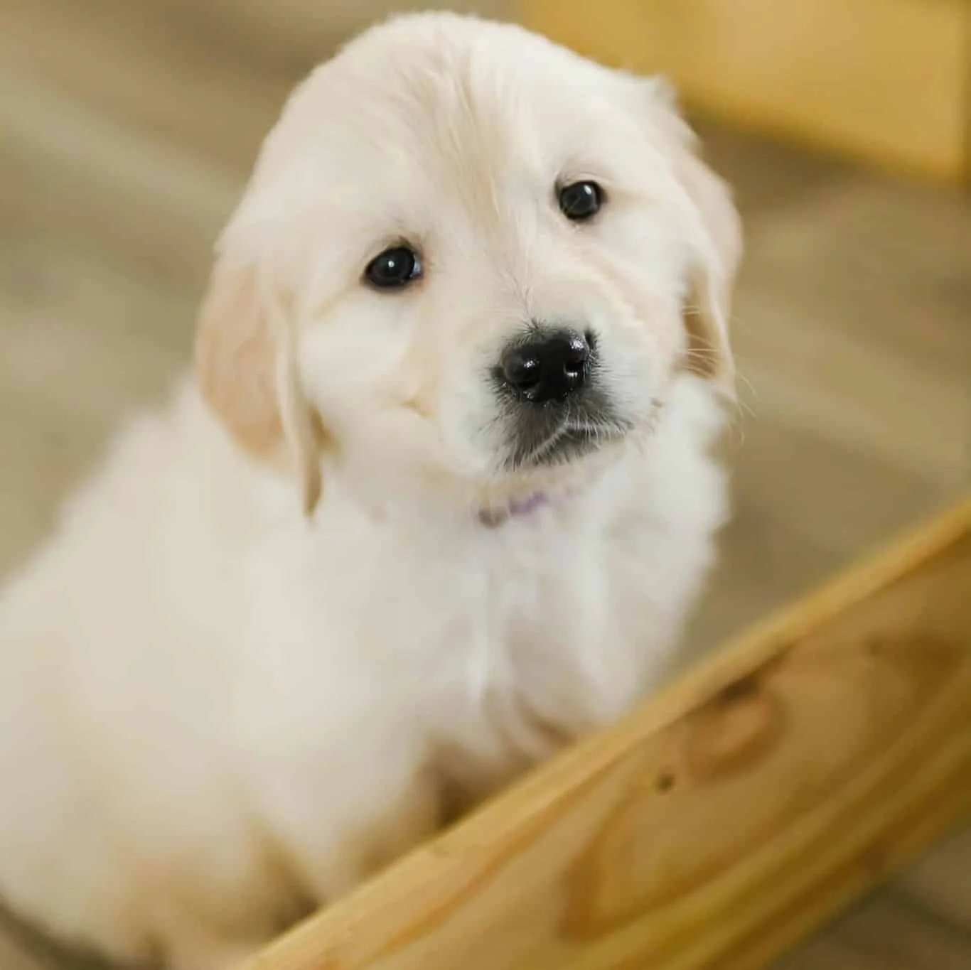 A Henne Goldens English Cream golden retriever puppy with cream-white coat looking up curiously at the camera.