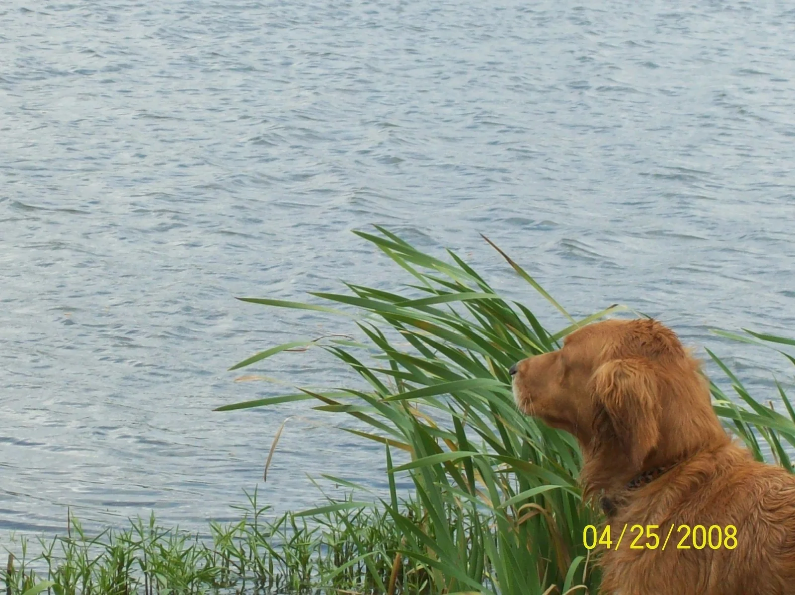 A Moes Goldens golden retriever sitting beside a South Carolina lake in profile, watching the water through reeds.