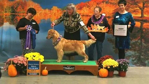 A Sunkyst golden retriever stacked on the conformation podium with Reserve Winners Bitch ribbon at the 2014 GRCA National.