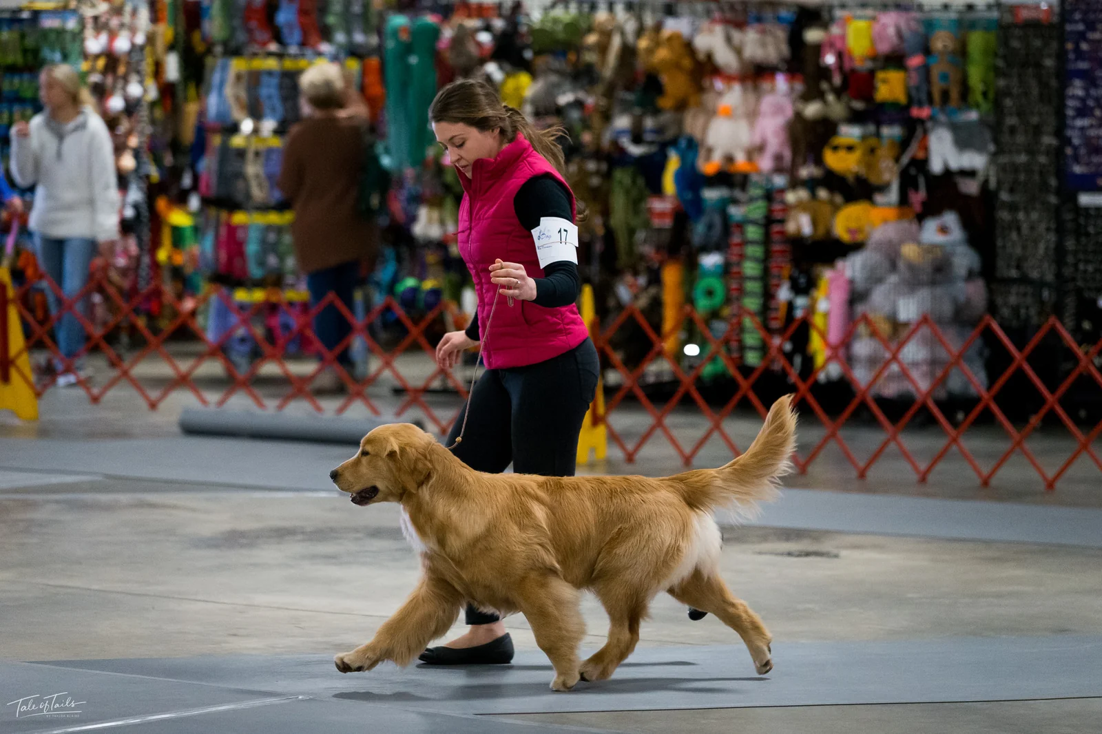 A Trinity Golden Retriever competing in the AKC conformation ring with handler in pink vest, showing breed-standard movement.