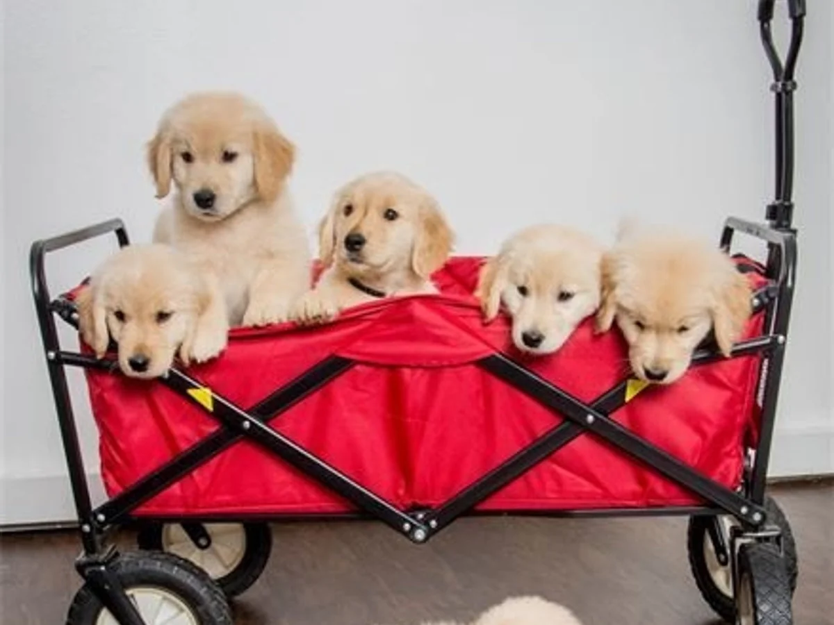 Falkinburg Goldens family with multiple golden retrievers including Genesis, Liberty, Poppet, and Gracie at their Clarksville Tennessee home