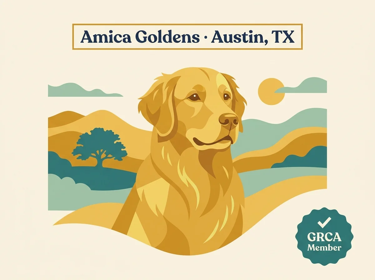Amica Goldens editorial profile card showing Austin Texas location and GRCA Member credential
