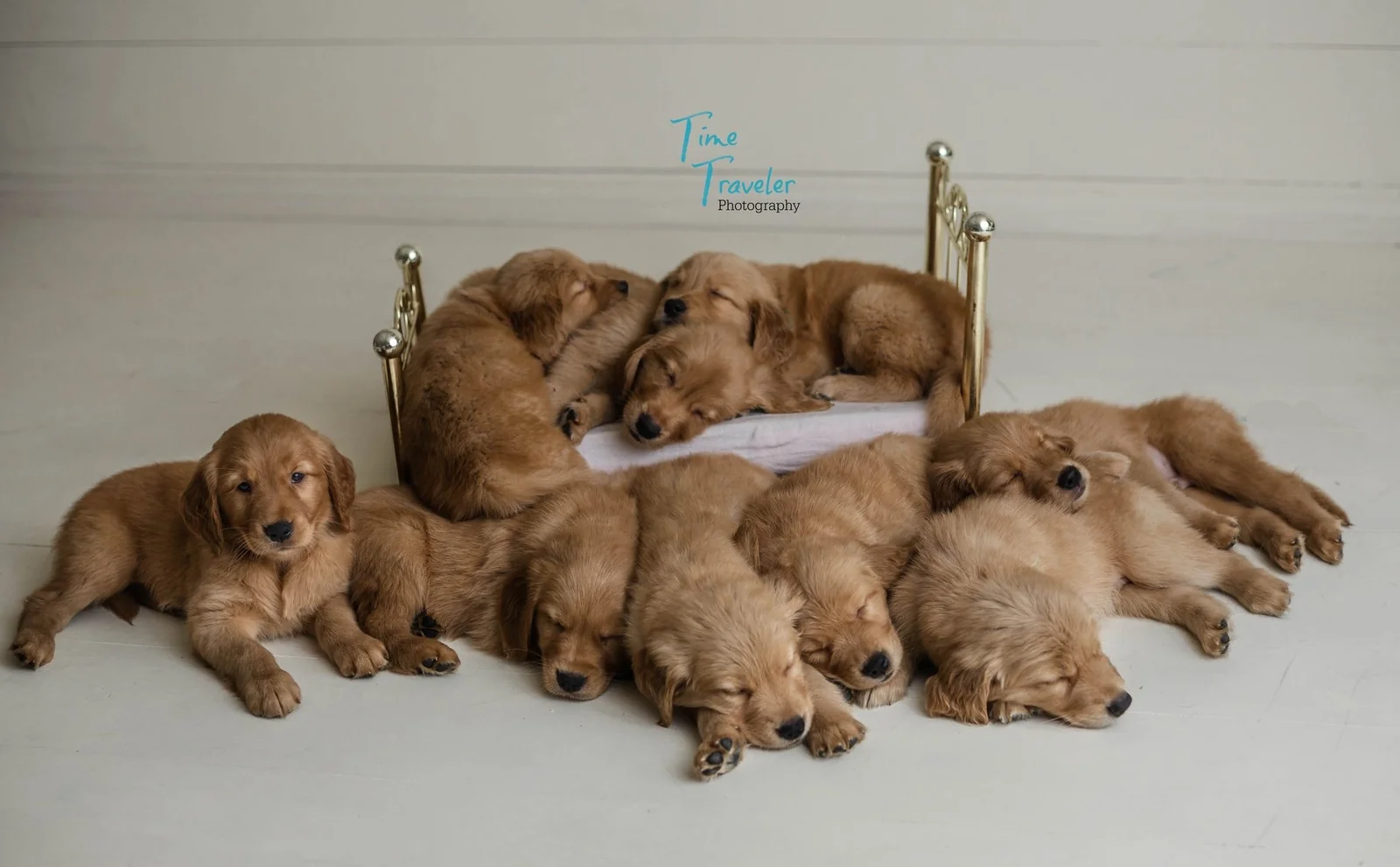 A litter of red golden retriever puppies from Creed Goldens in Krum Texas, sleeping around a small bed in a studio setting