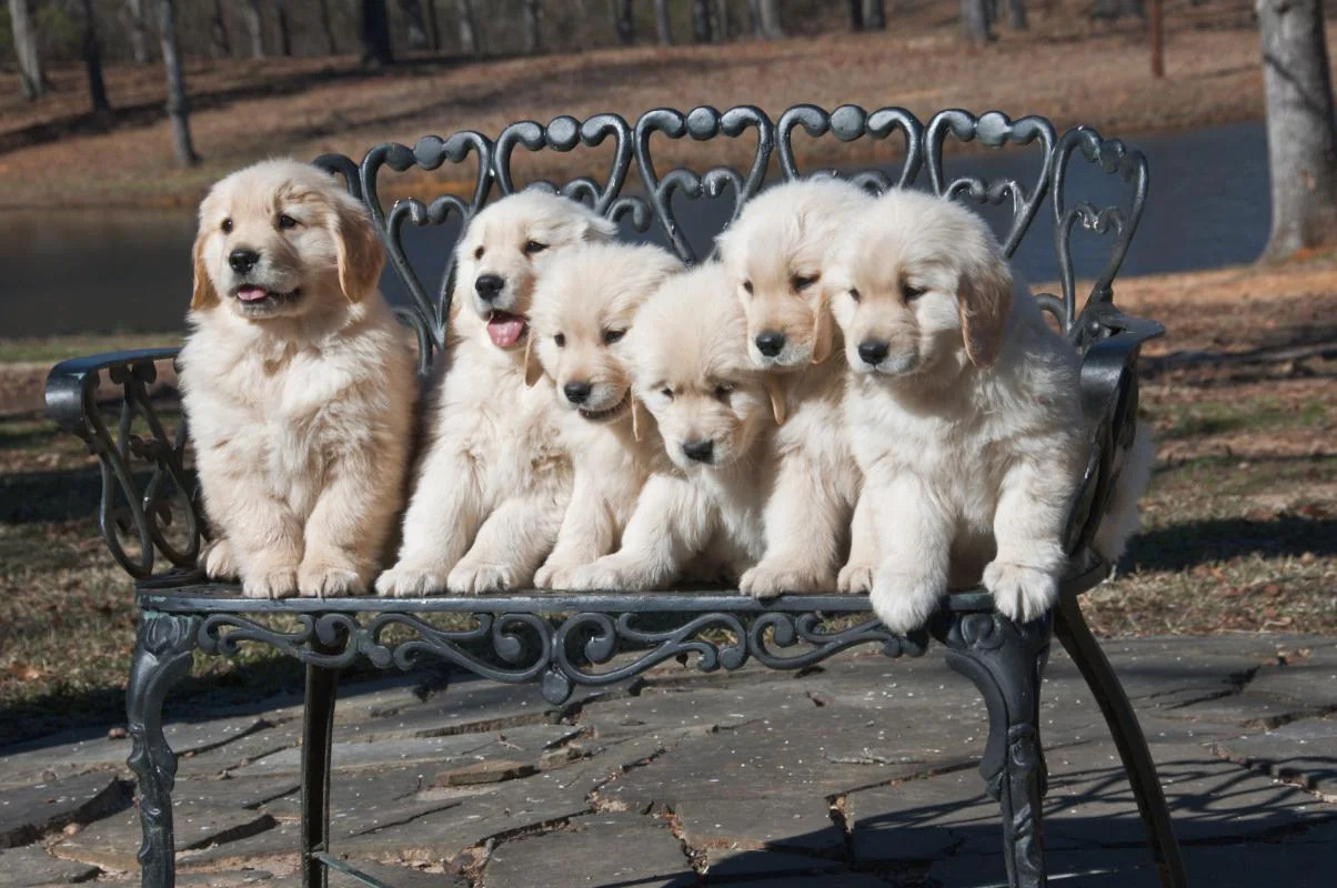 Six cream English golden retriever puppies at seven weeks old, lined up on an ornate iron bench at Dogwood Springs in Lindale Texas