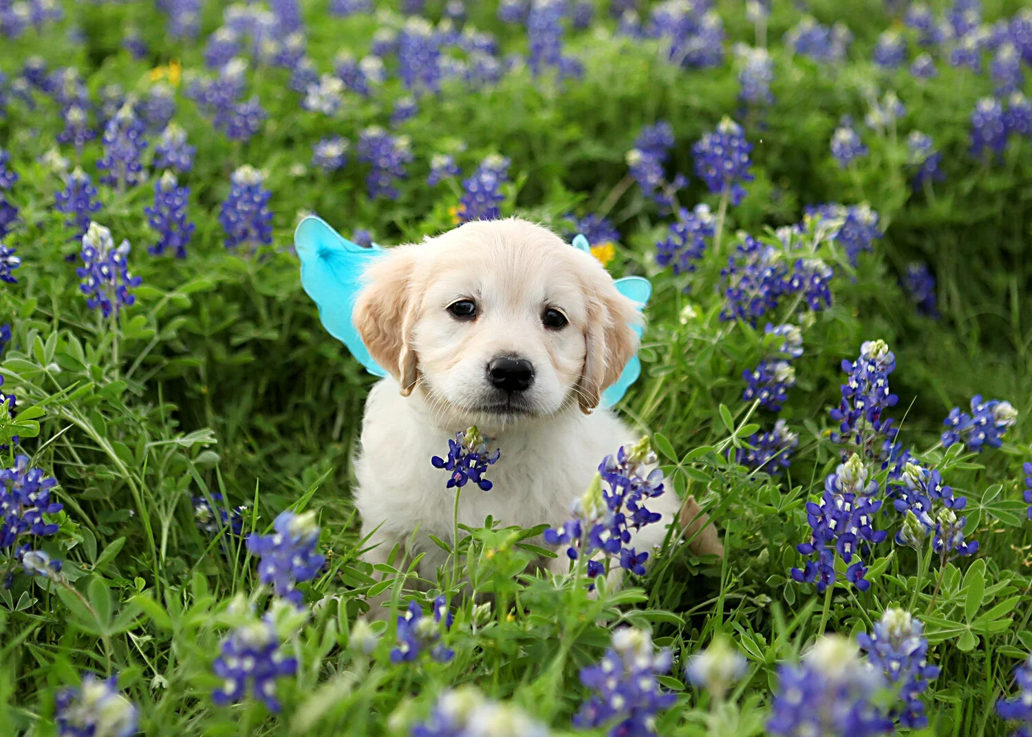Cream English golden retriever puppy from Enchanted Retrievers in Tomball Texas, sitting in a field of bluebonnets wearing tiny blue fairy wings