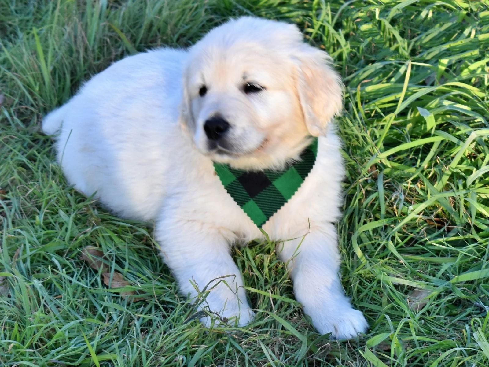 Cream golden retriever puppy from Regency Ranch Golden Retrievers in Blanco Texas, lying in grass wearing a green and black bandana