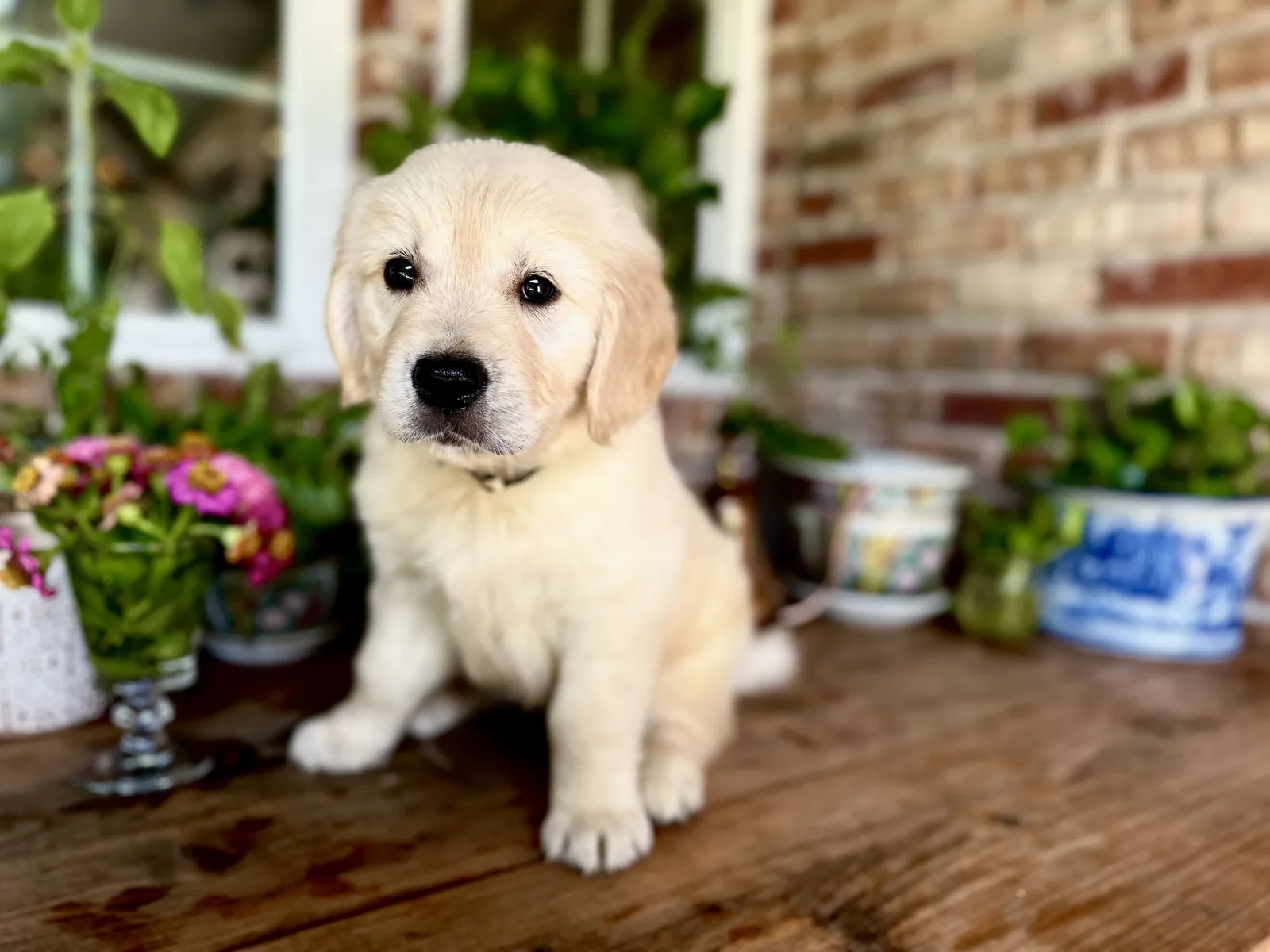 Cream English golden retriever puppy from Southern Goldens in College Station Texas, sitting on a porch surrounded by potted plants