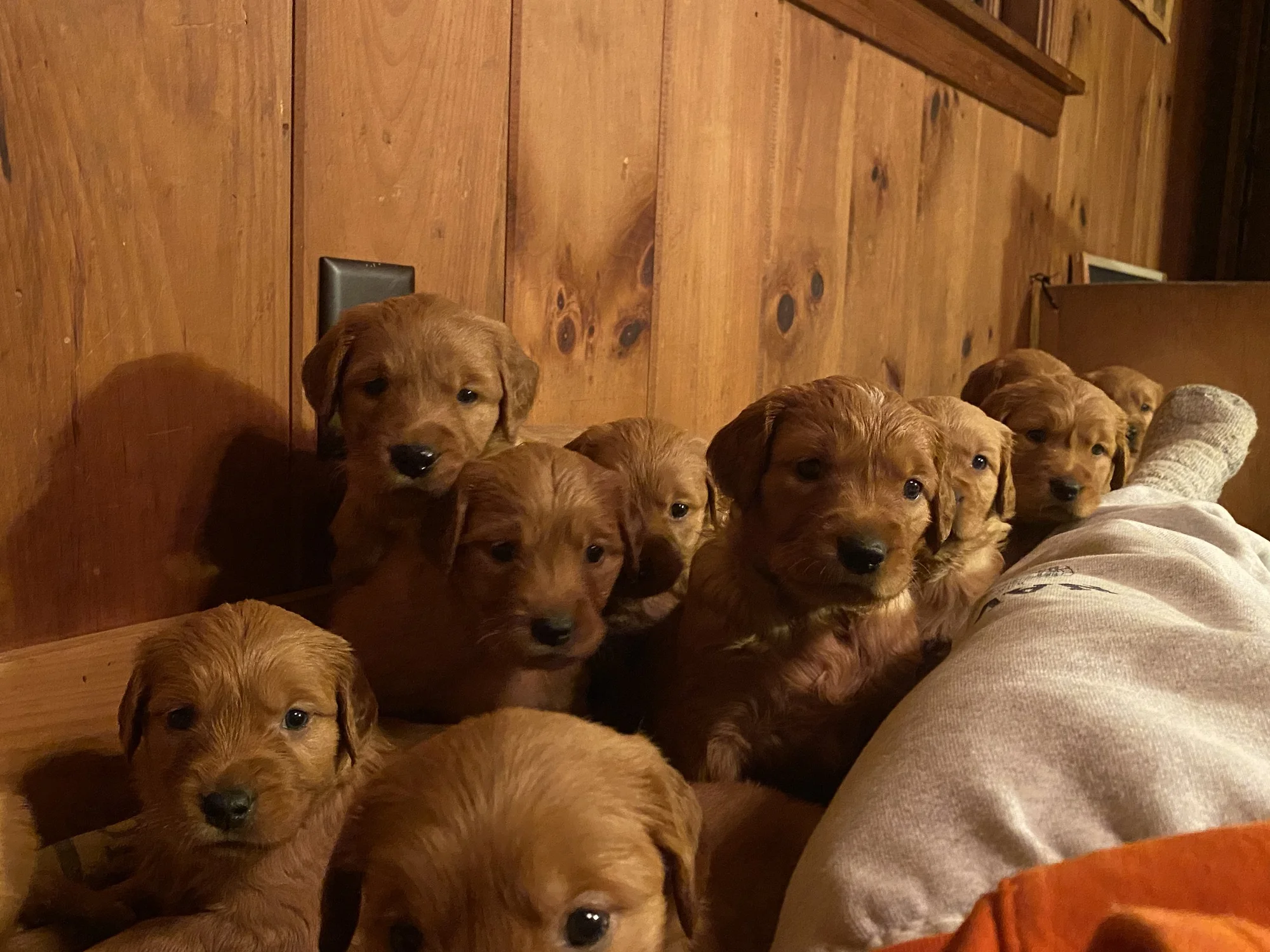 A litter of golden retriever puppies from Green Mountain Golden Retrievers in Reading Vermont, photographed indoors against pine paneling.