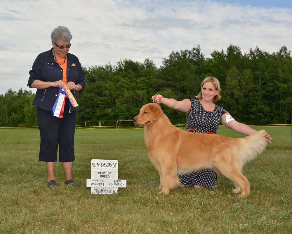 Starvale's Tristan, a champion golden retriever bred by Peg Cobb, posing with the Best of Breed and New Champion ribbons at the Chateauguay Valley Kennel Club.