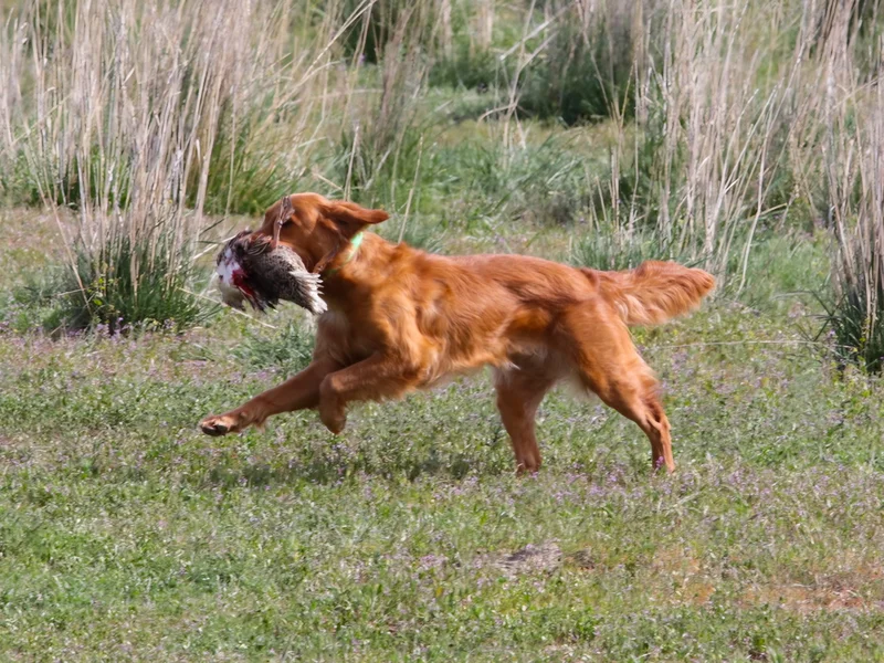 Kennedy Goldens golden retriever running through Pacific Northwest field with retrieved bird, Shelton WA