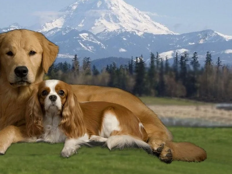 SweetGold Farm golden retriever and cavalier sitting on grass with Mt Rainier and Cascade tree line in the background, Enumclaw WA