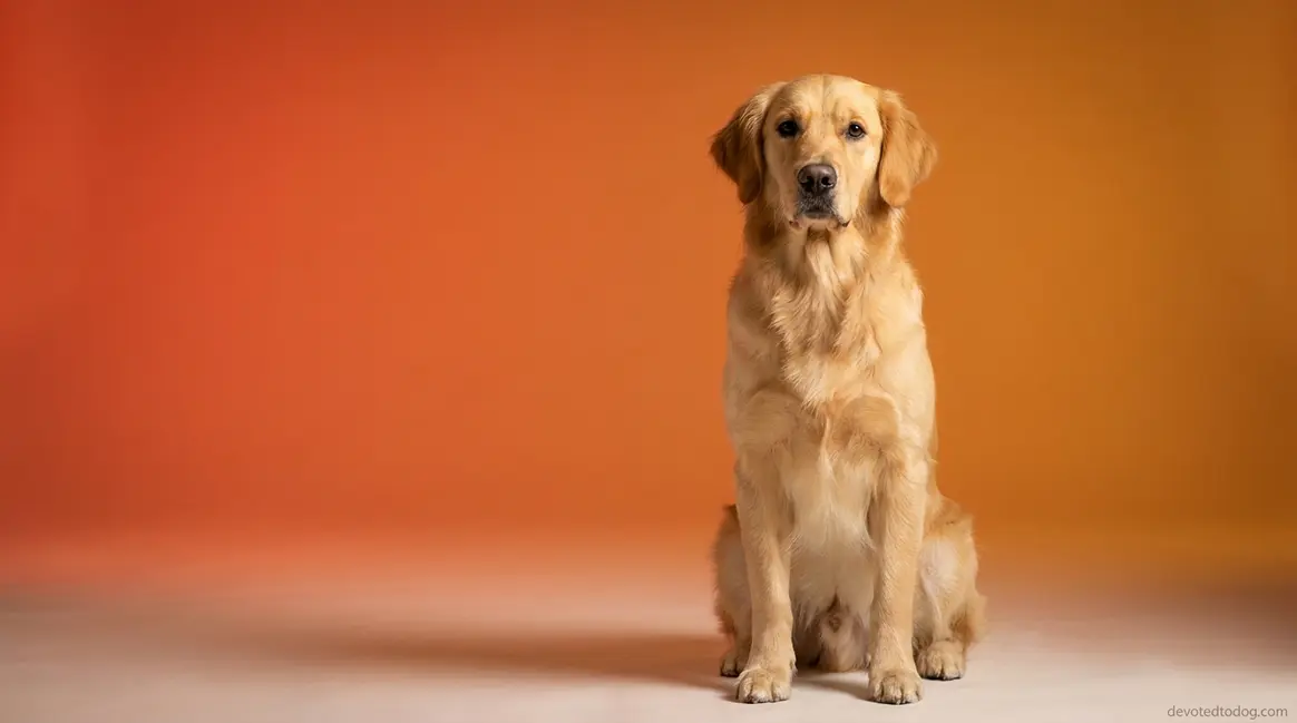 Are golden retrievers smart — alert golden retriever sitting attentively in studio portrait