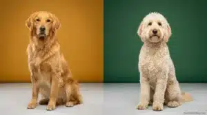 Golden Retriever vs Goldendoodle side-by-side portrait showing coat and size differences