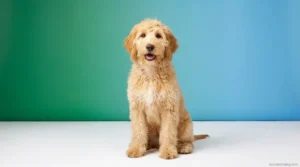 6 month old Goldendoodle puppy with wavy transitioning coat looking at camera